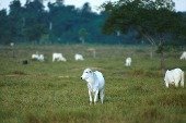 Pasto Nelore Araguaina